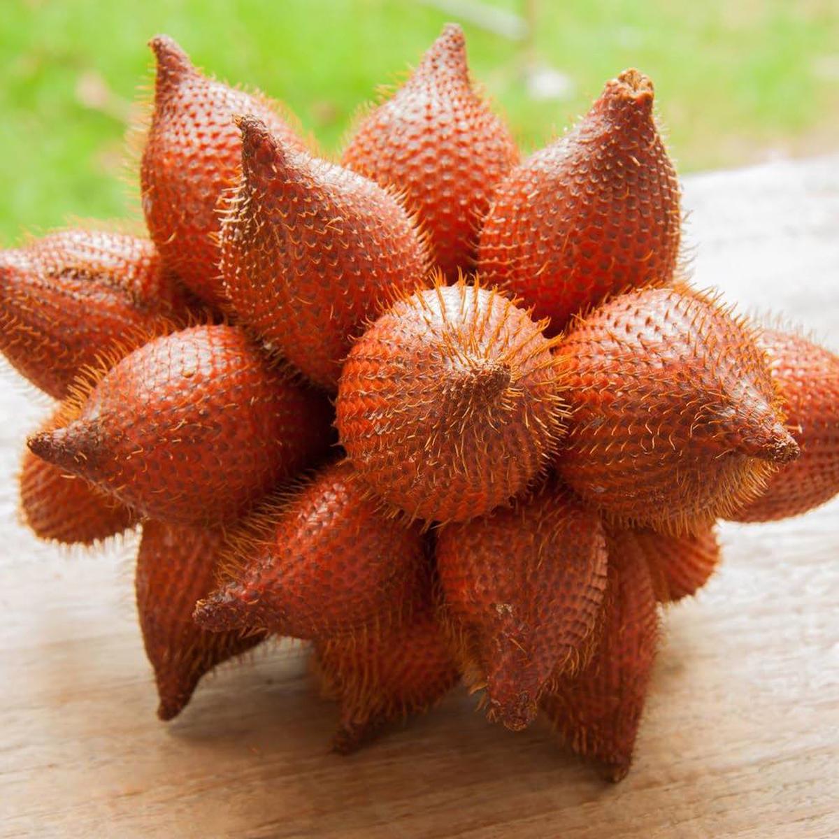 Salak Snake Fruit Seeds for Planting  Exotic Tropical Fruit Seeds for Home Gardeners
