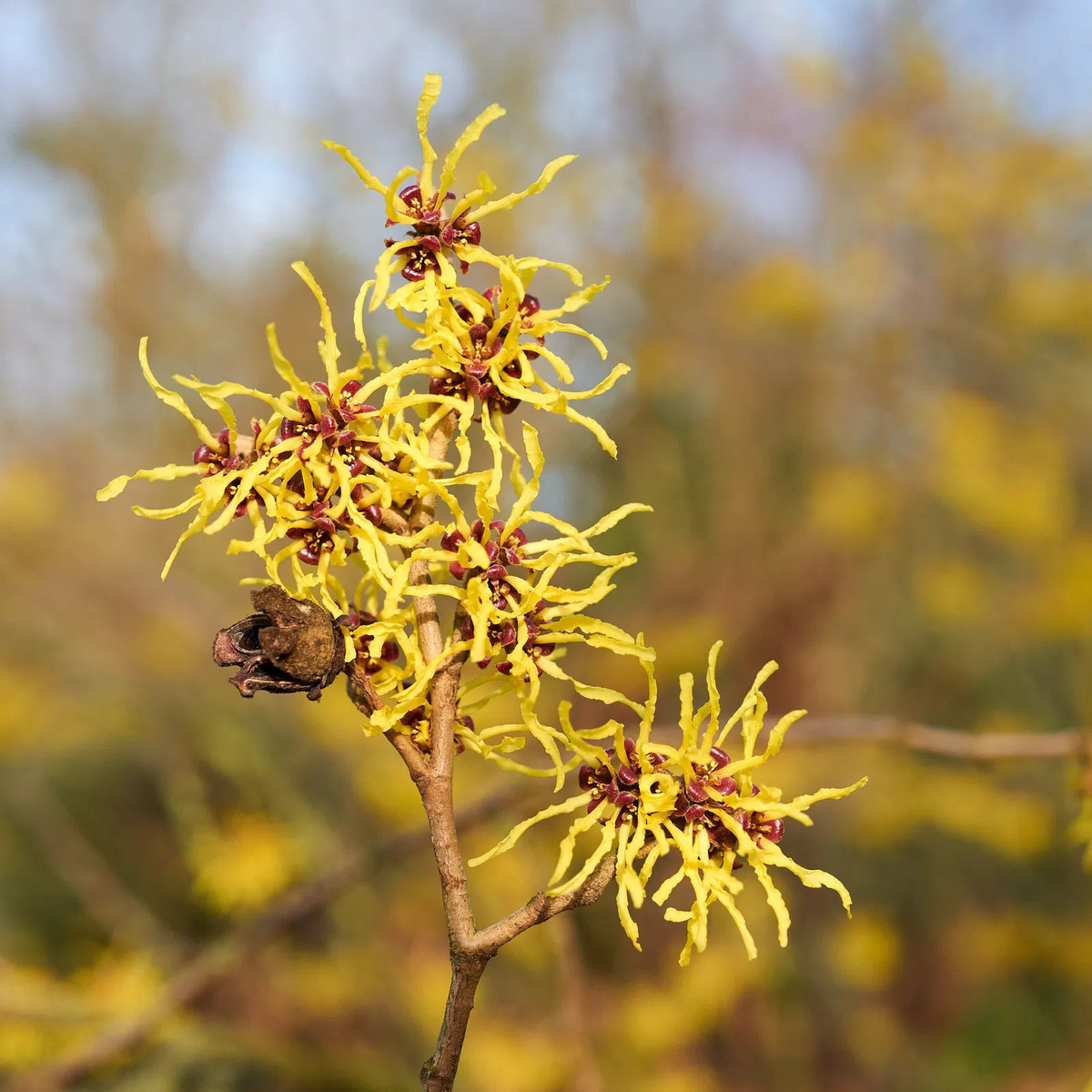 Zaubernuss Hamamelis Flower Seeds for Planting Heirloom, Non-GMO, High Germination Organic Garden Seeds