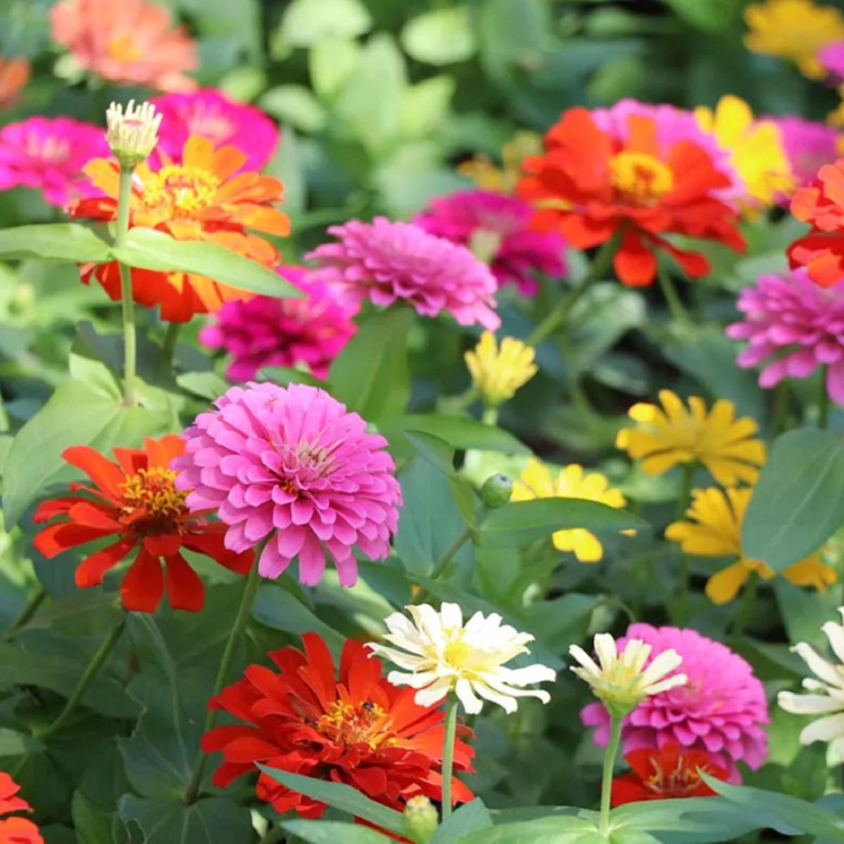 Zinnia Elegans Flower Seeds Mixed Colors, Heirloom & Non-GMO Seeds for Garden Planting
