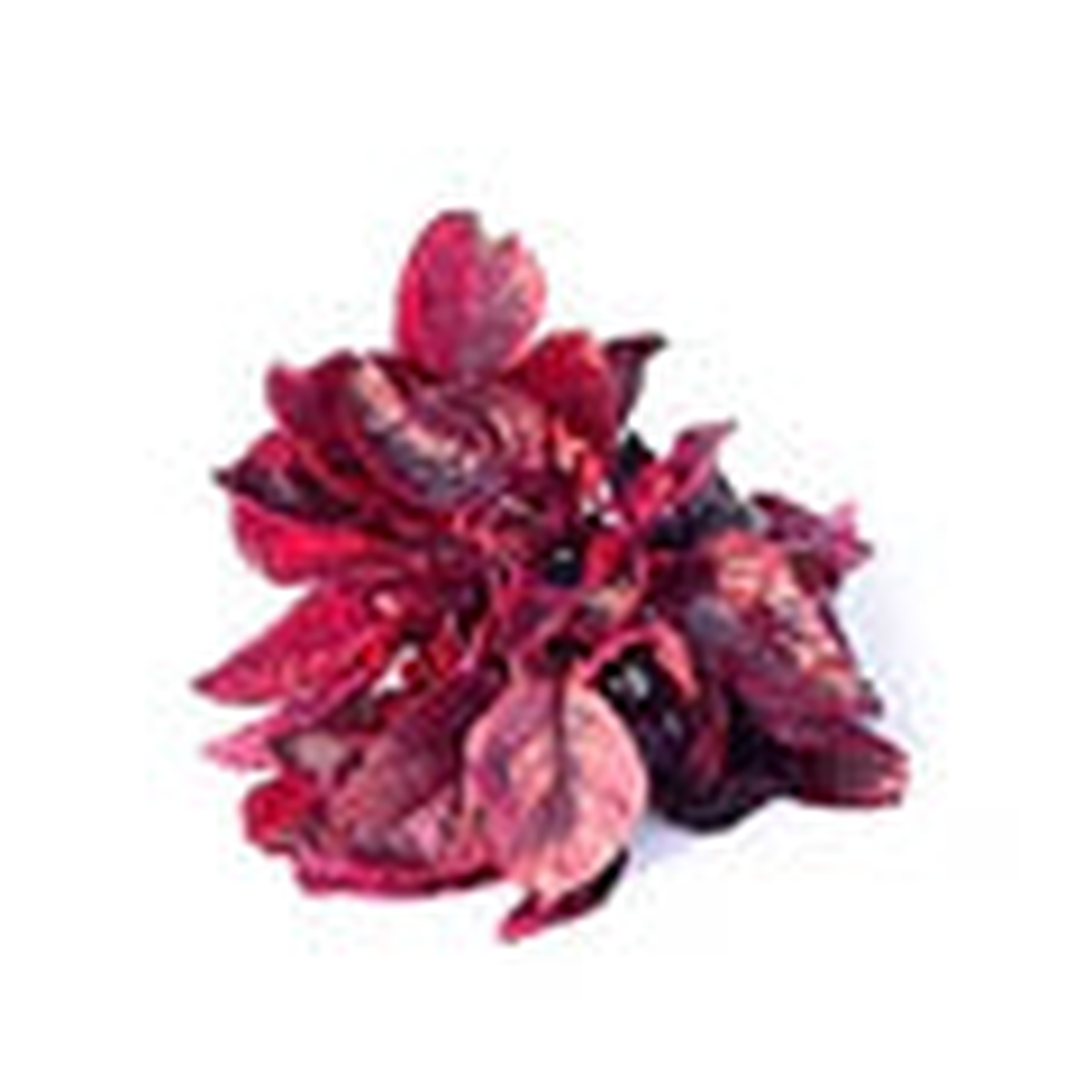 Amaranth Red Leaf Seeds for Planting  Heirloom, Fast-Growing, High-Yield Greens