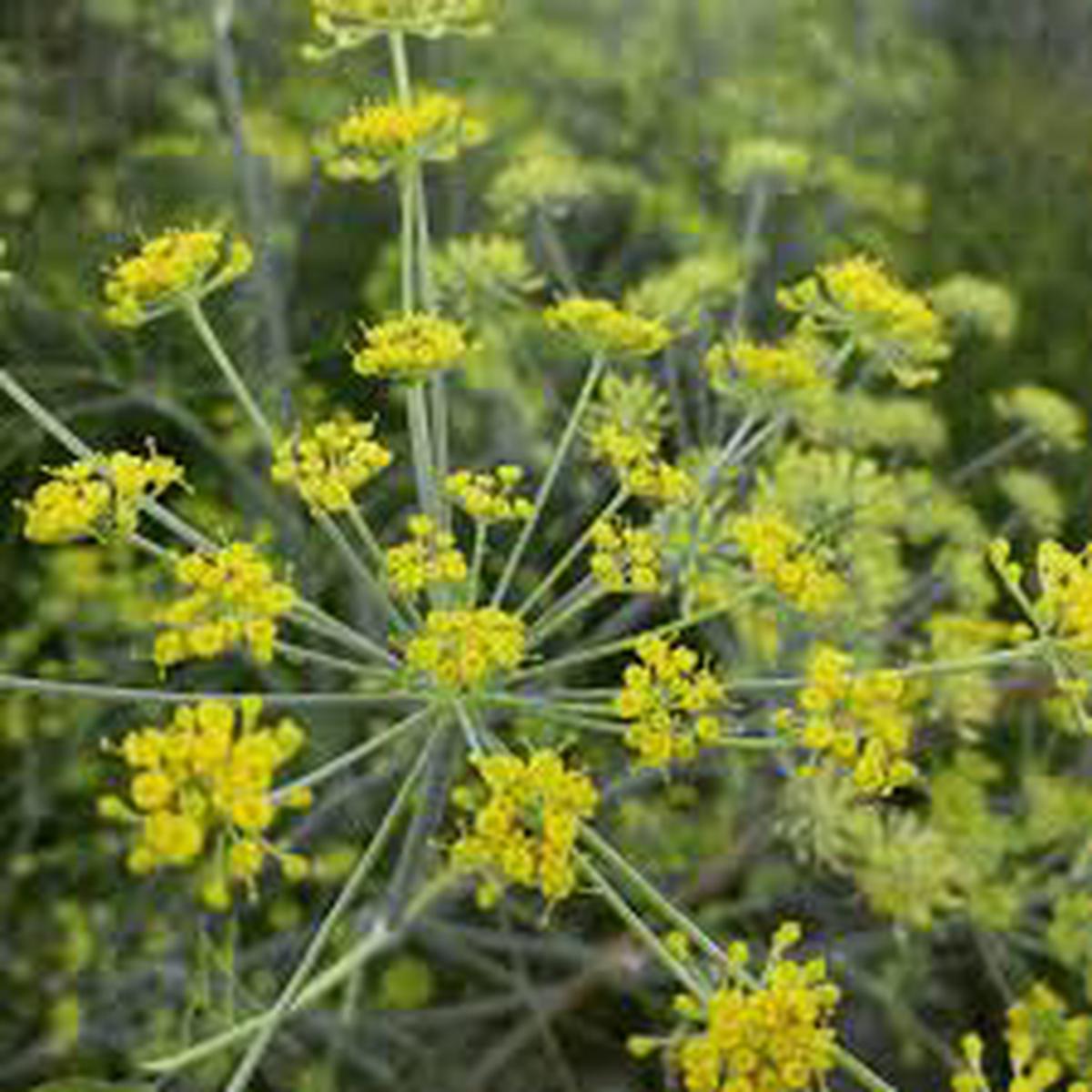Anise Herb Seeds for Planting Heirloom, Non-GMO (Pimpinella anisum) Seeds for Culinary & Medicinal Gardens