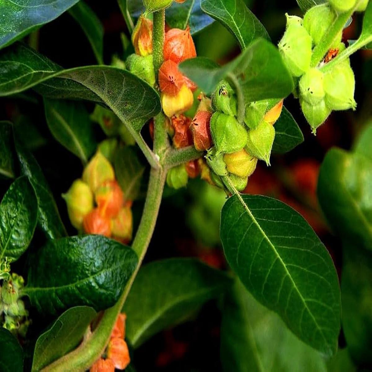 Ashwagandha (Withania somnifera) Seeds for Planting Heirloom, Non-GMO Ayurvedic Herb for Stress Relief & Immune Support