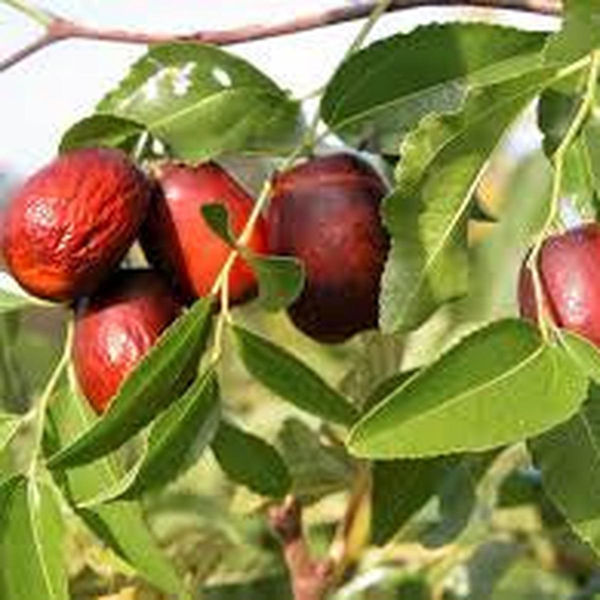 Asian Date Jujube Seeds  Ziziphus Spinosa Red Sweet Fruit for Garden Planting