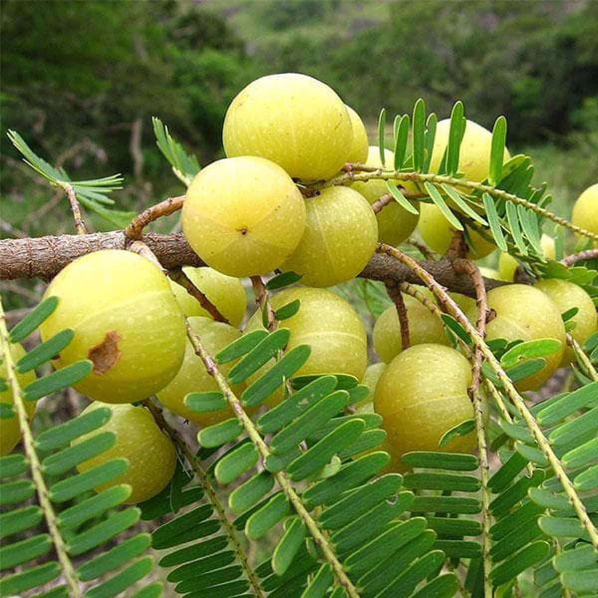 Amla Tree Seeds  Indian Gooseberry (Big Fruit) Fruit Seeds for Planting  Heirloom Non-GMO Organic Garden Seeds