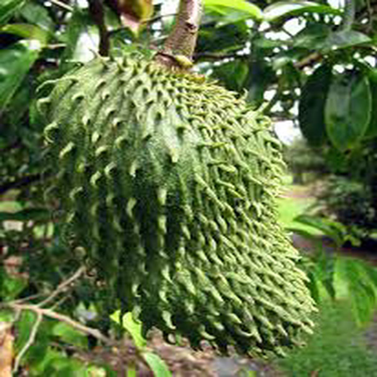 Army Green Graviola Soursop Fruit Seeds for Planting Heirloom, Non-GMO, Tropical Fruit Seeds