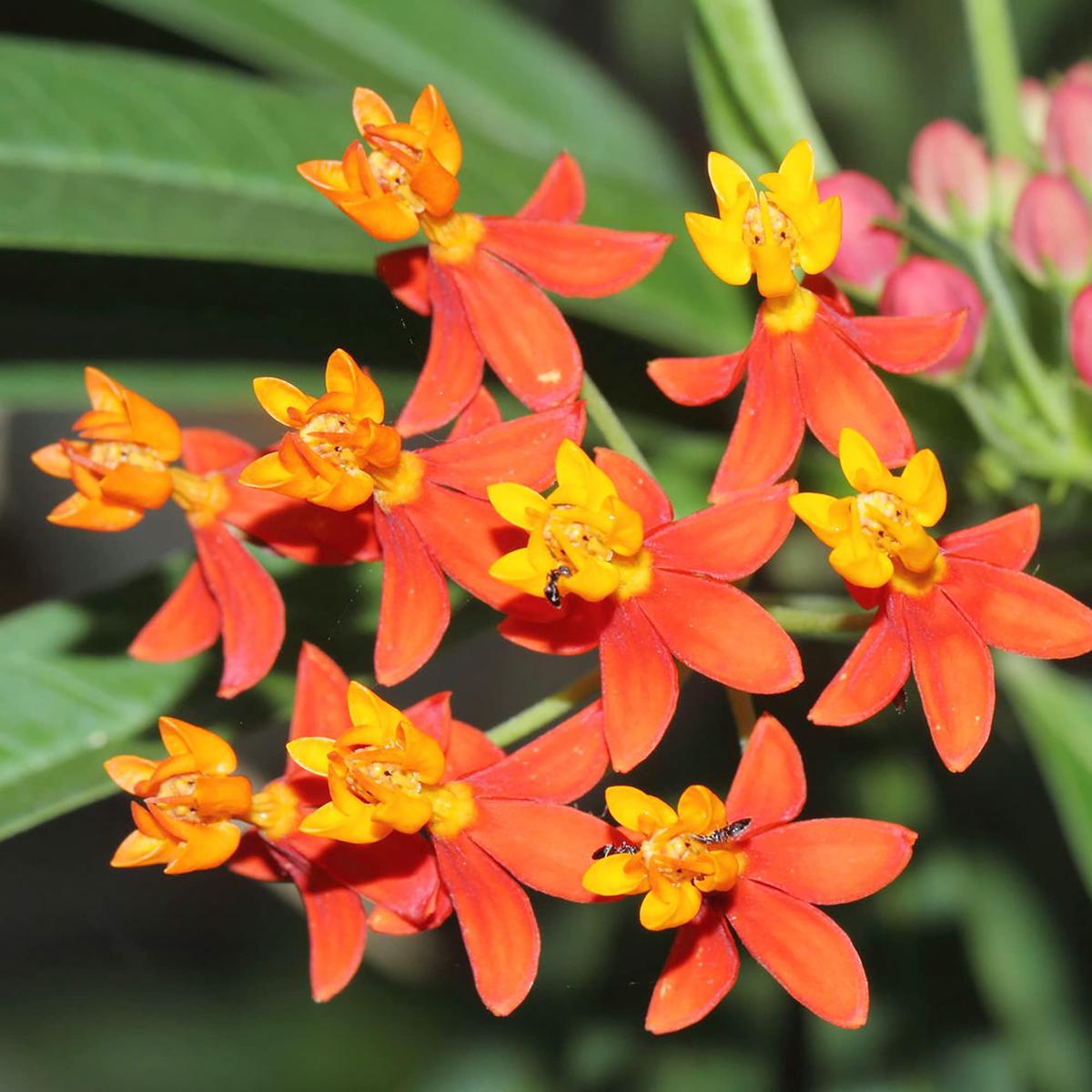 Asclepias Curassavica Flower Seeds for Planting Vibrant Tropical Milkweed