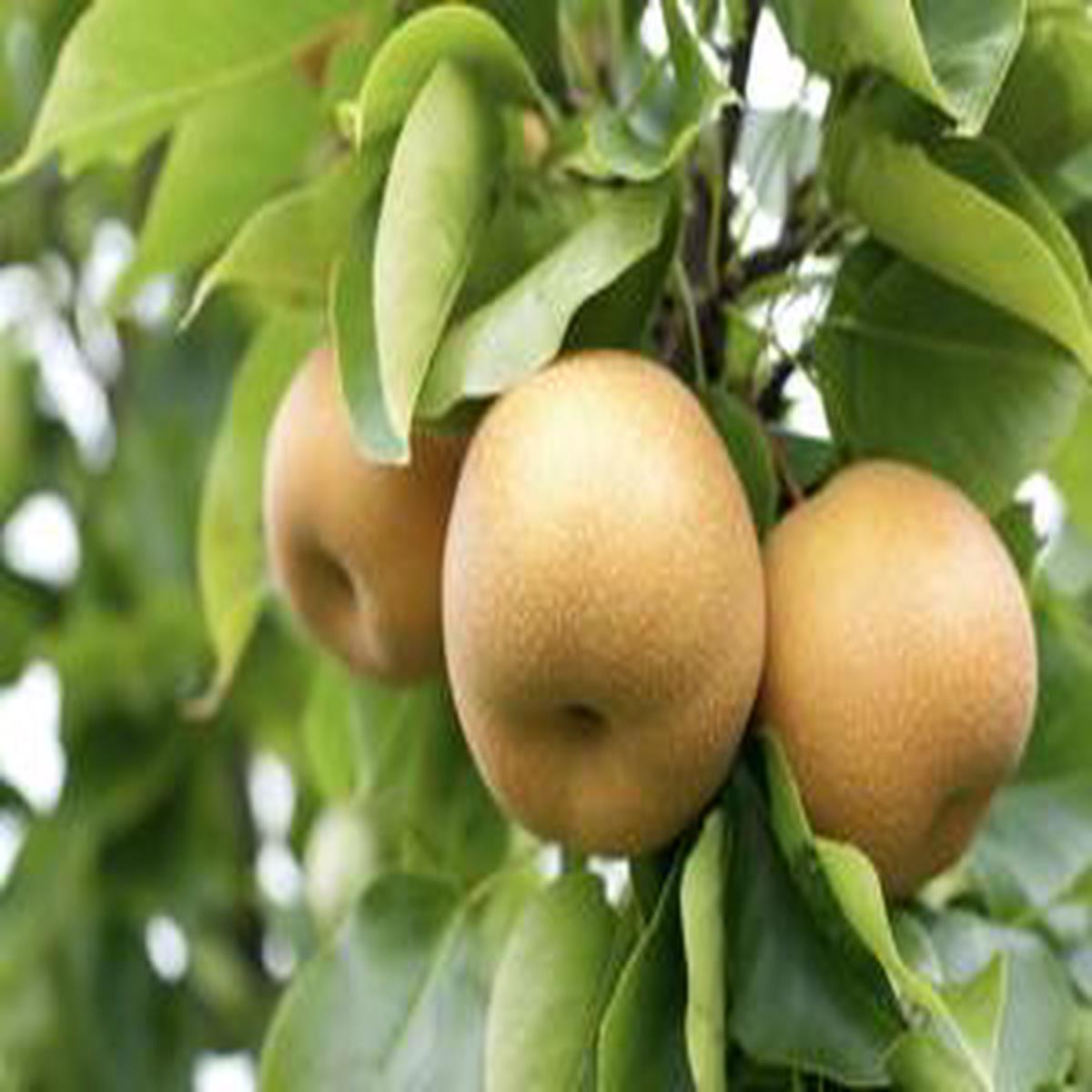 Asian Pear Seeds Heirloom, Non-GMO Fruit Seeds for Garden Planting