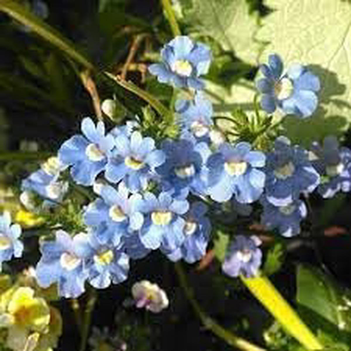 Fairy Mirror Blue Gem Flower Seeds for Planting Heirloom, Non-GMO, High Germination Organic Garden Seeds