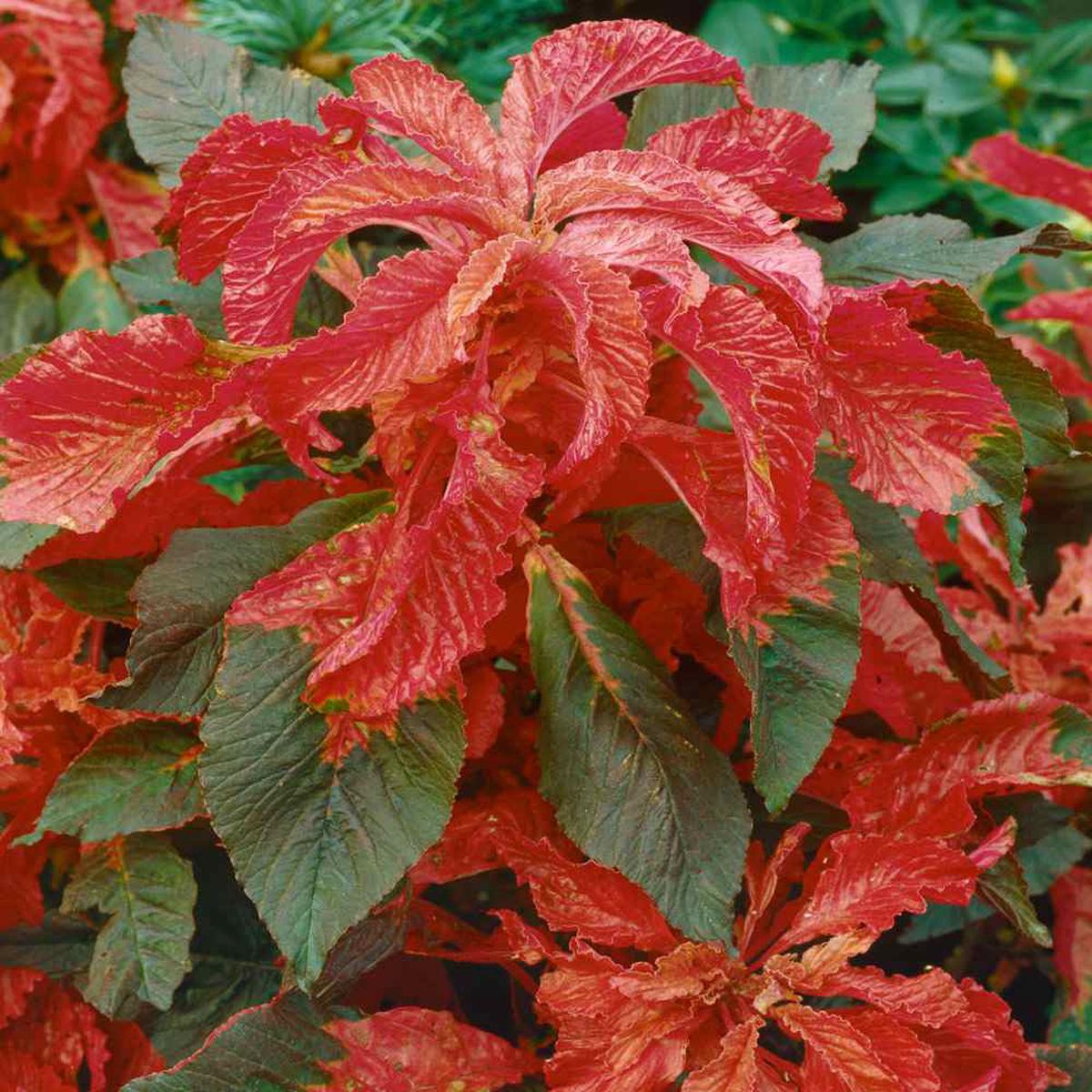 Amaranthus Illumination Plant Seeds for Planting Heirloom, Non-GMO, Ornamental, Easy to Grow