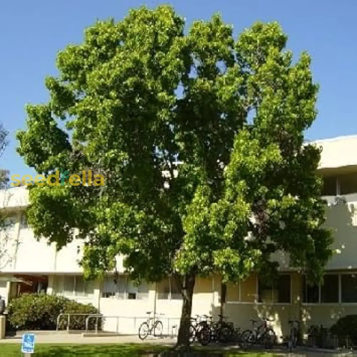 American Sweetgum Tree Seeds for Planting