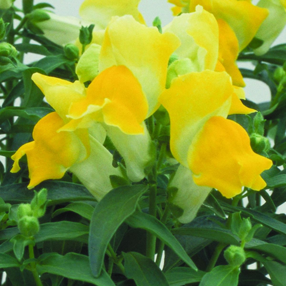 Antirrhinum majus Floral Showers Yellow