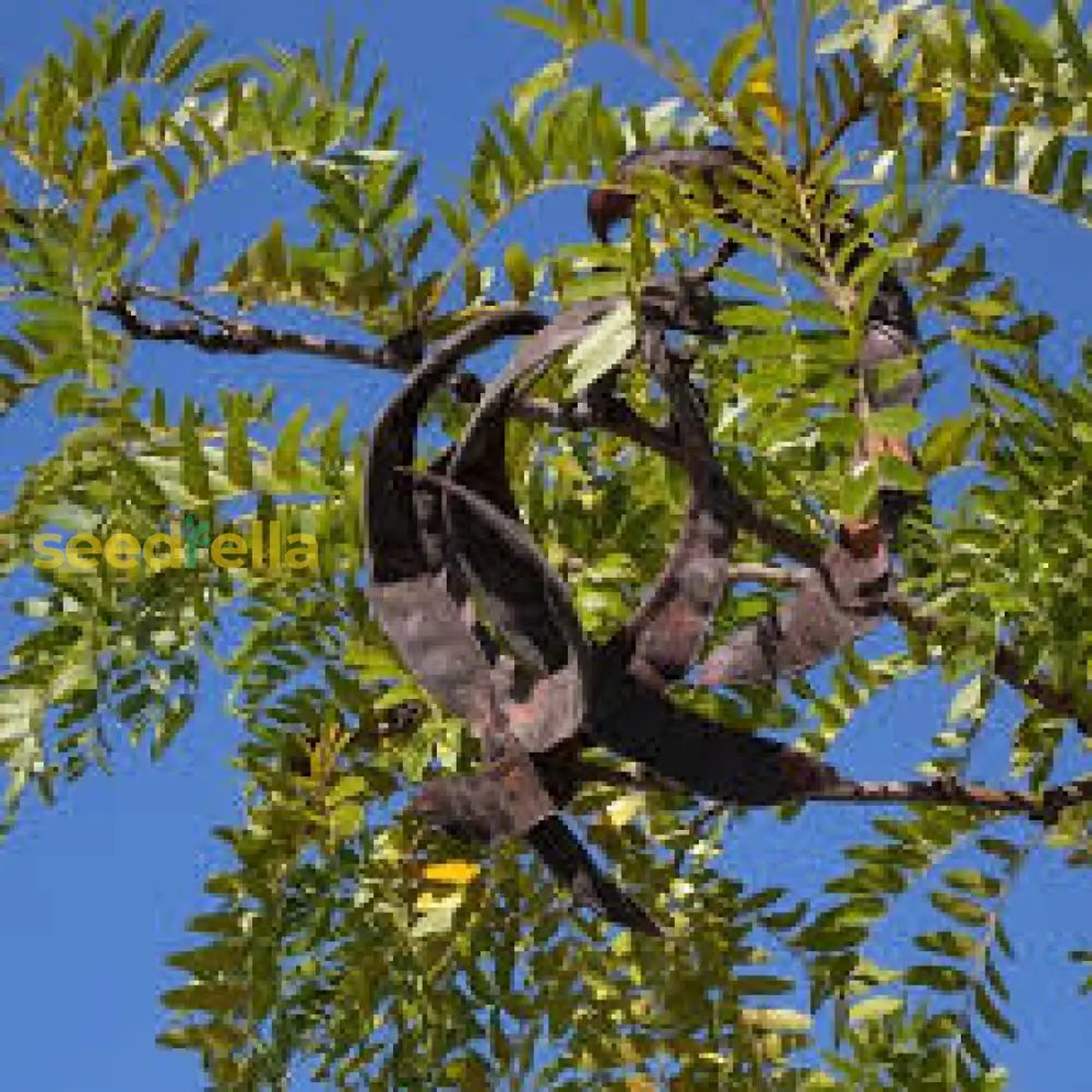Locust Plant Seeds: Complete Planting Guide