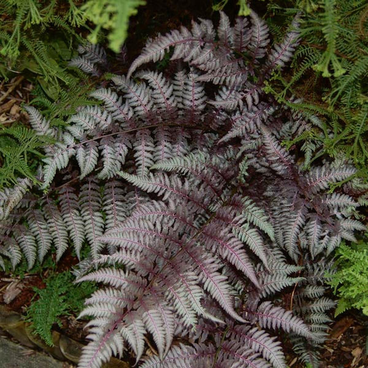 Lush Light Violet Fern Pteridophyta Plant Seeds for Soothing Gardens
