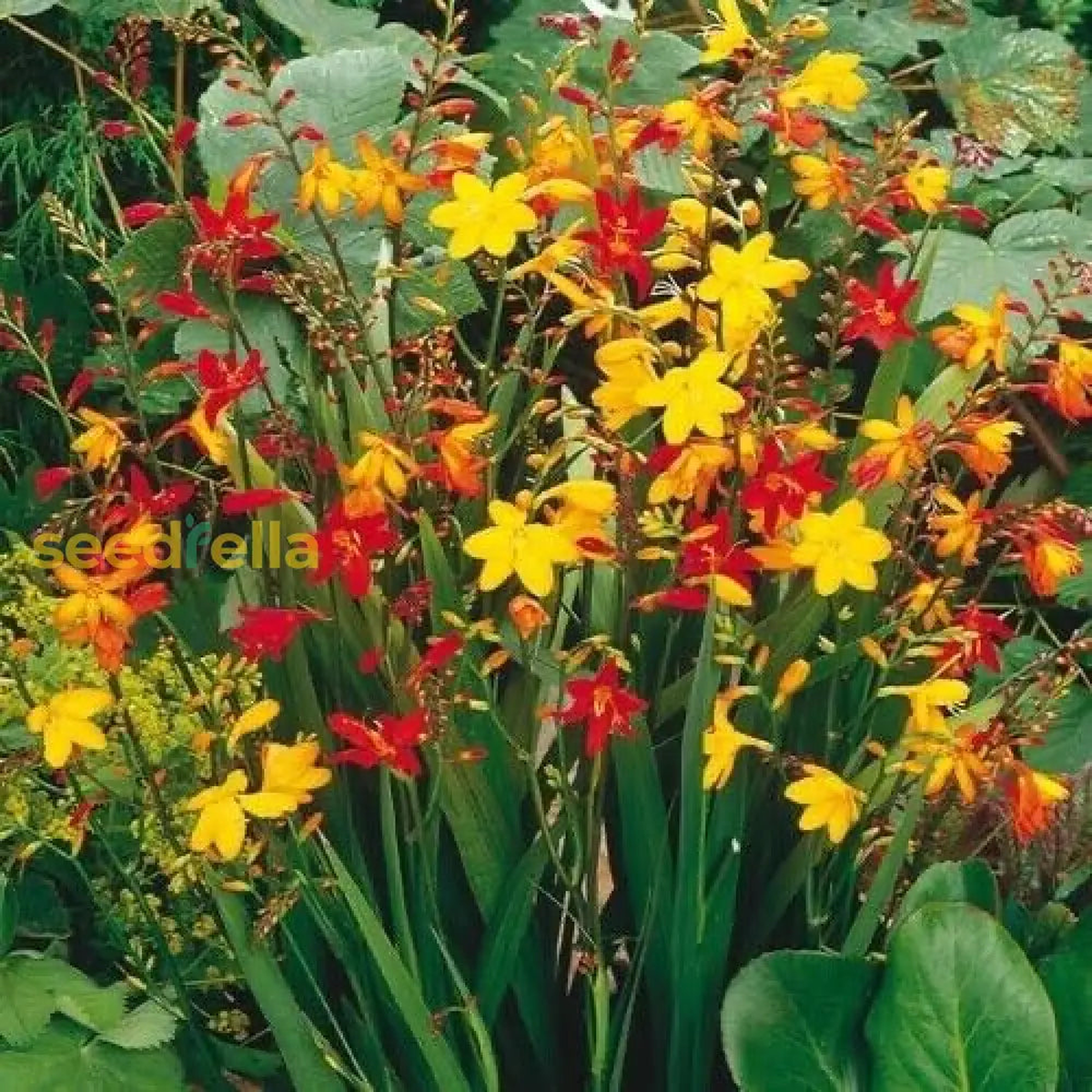 Perennial Orange Crocosmia Aurea Planting Seeds Bright Garden Blooms