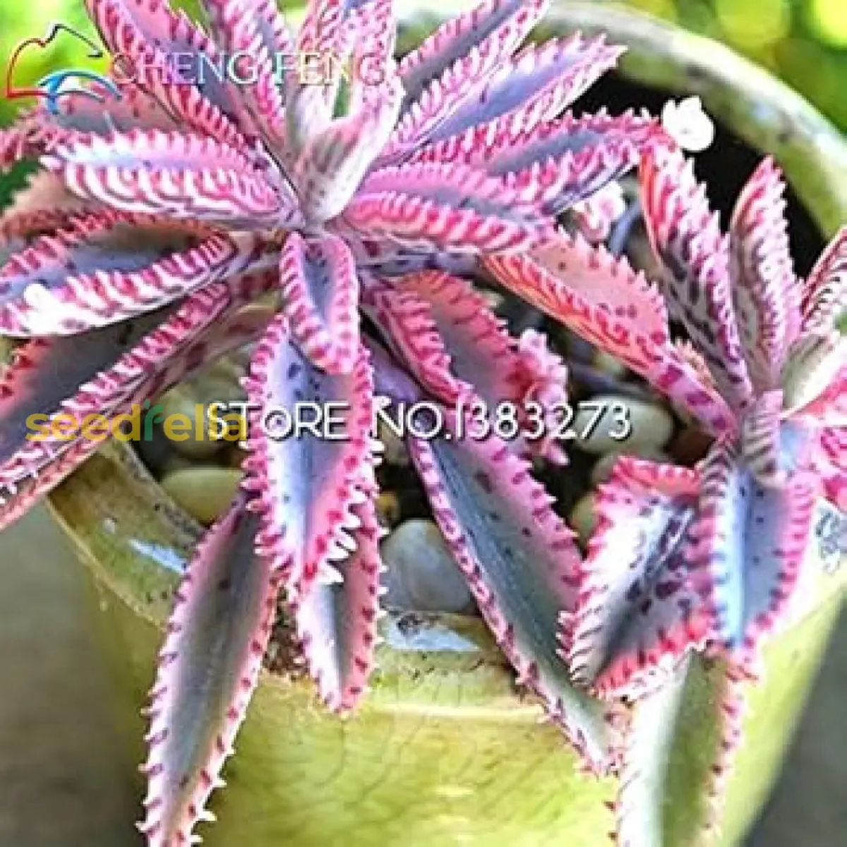 Pink Daigremontiana Plant Seeds for Planting Vibrant Foliage for Your Garden