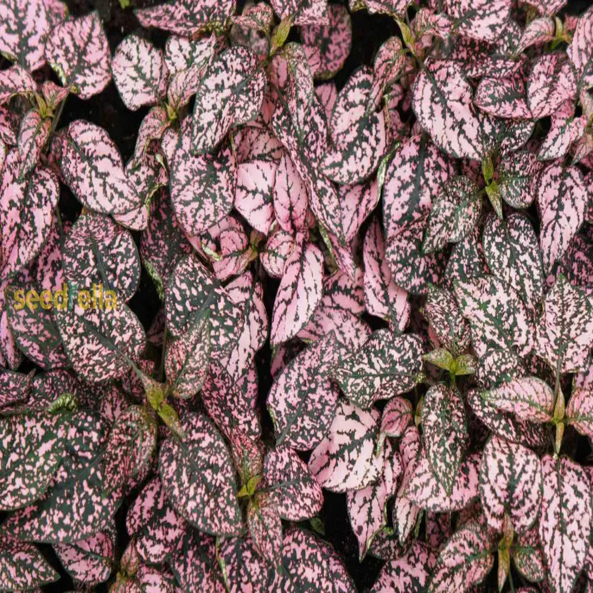 Pink Hypoestes Polka Plant Seeds for Vibrant Indoor and Outdoor Planting