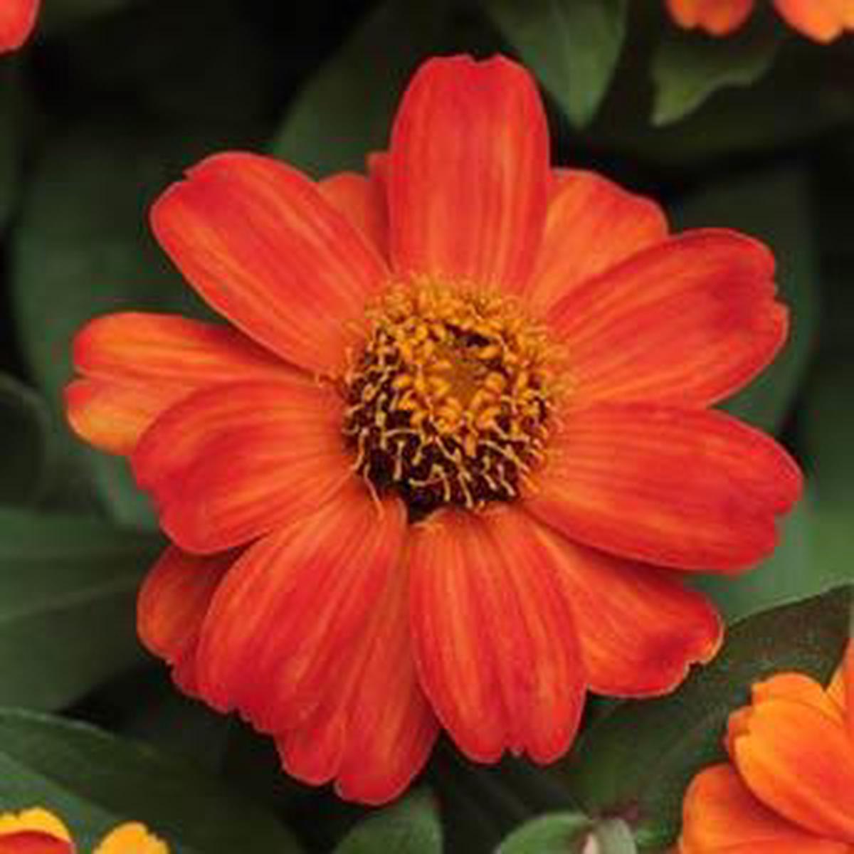 Zinnia marylandica Zahara Fire