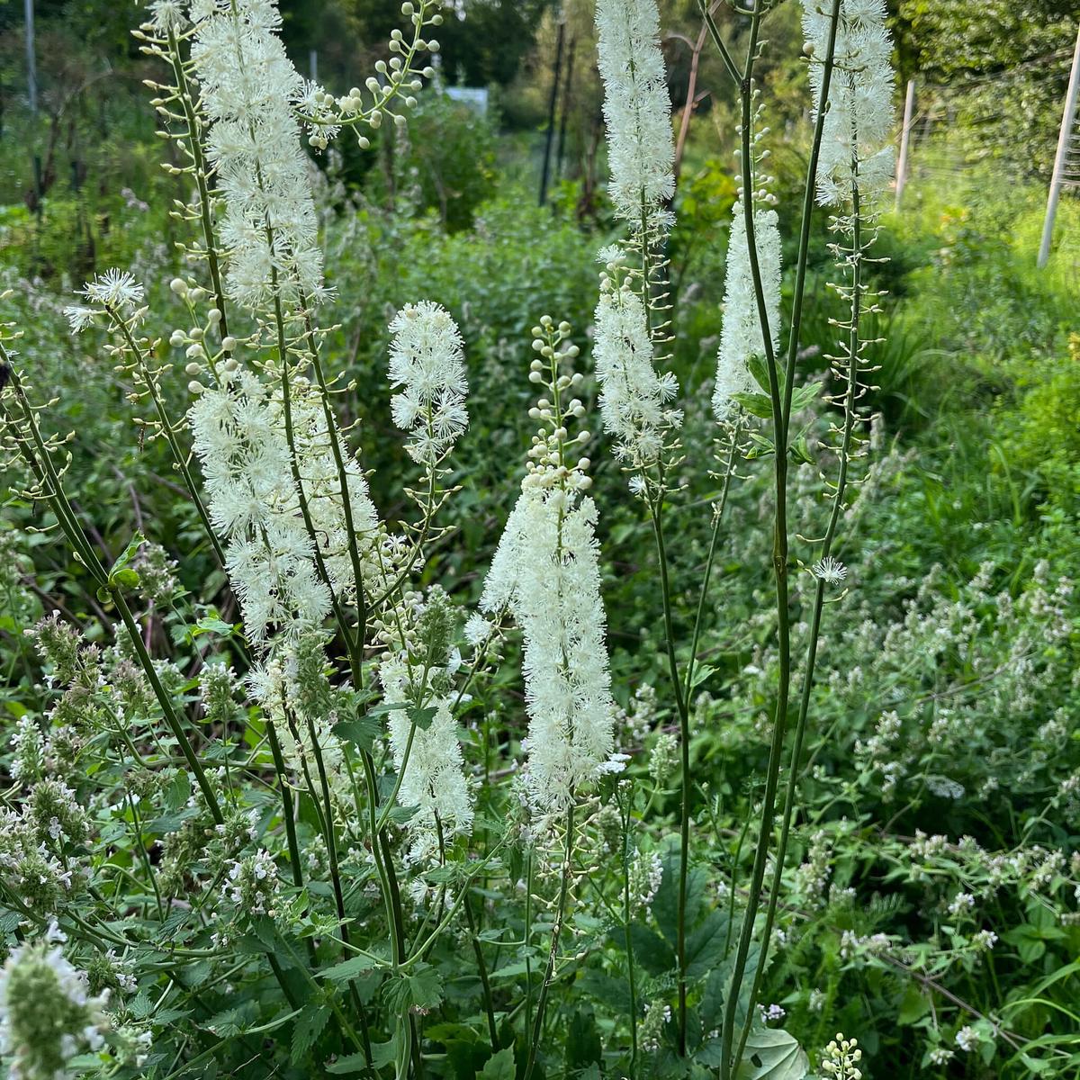 Actaea Racemosa Plant Seeds for Planting  Heirloom, Non-GMO, Medicinal, Perennial