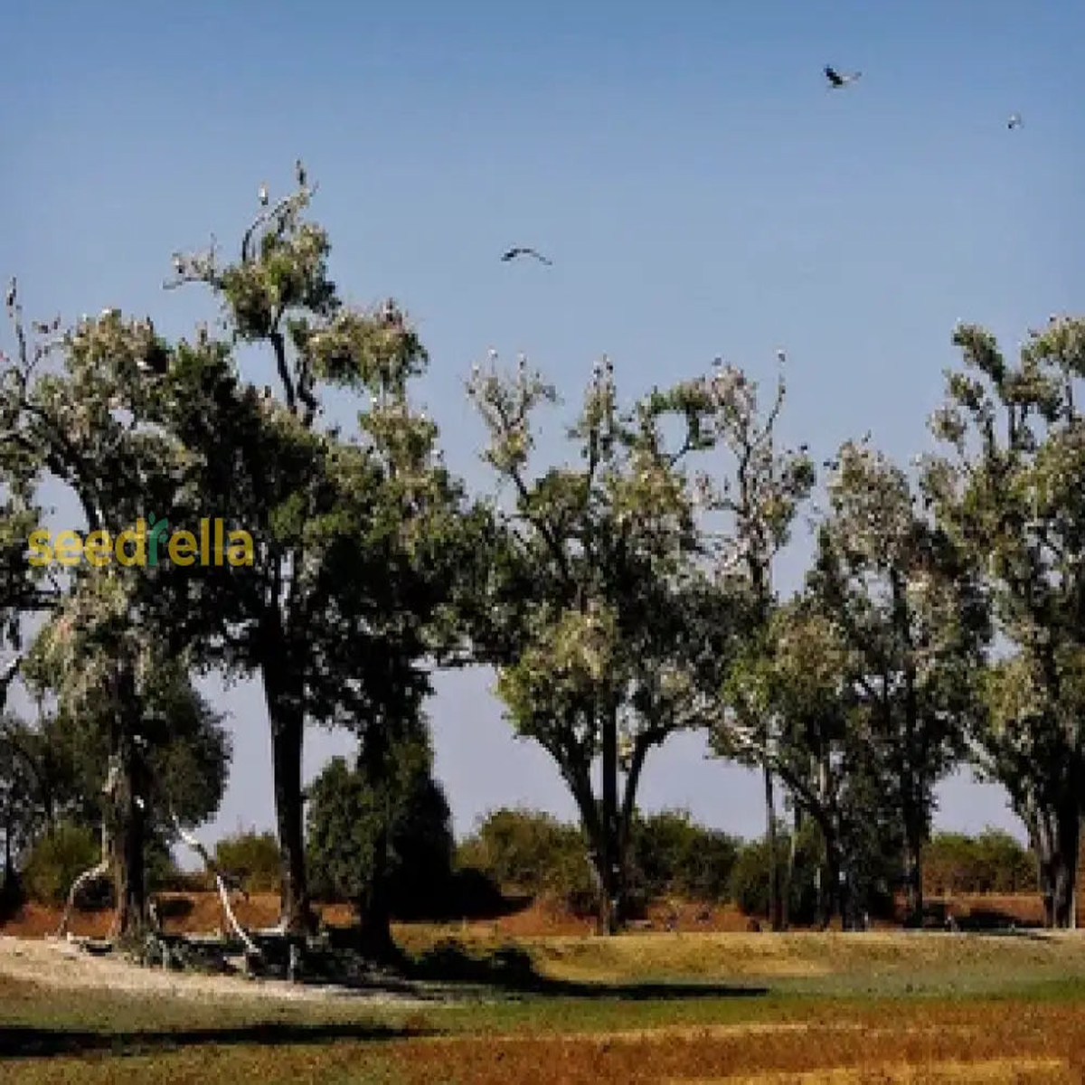 African Blackwood Seeds for Planting - Exotic Gardens Collection