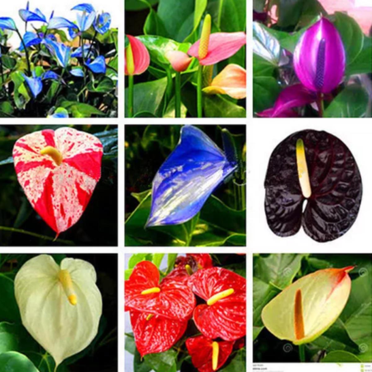 Anthurium Perennial Mixed Seeds - Grow Exotic Tropical Plants