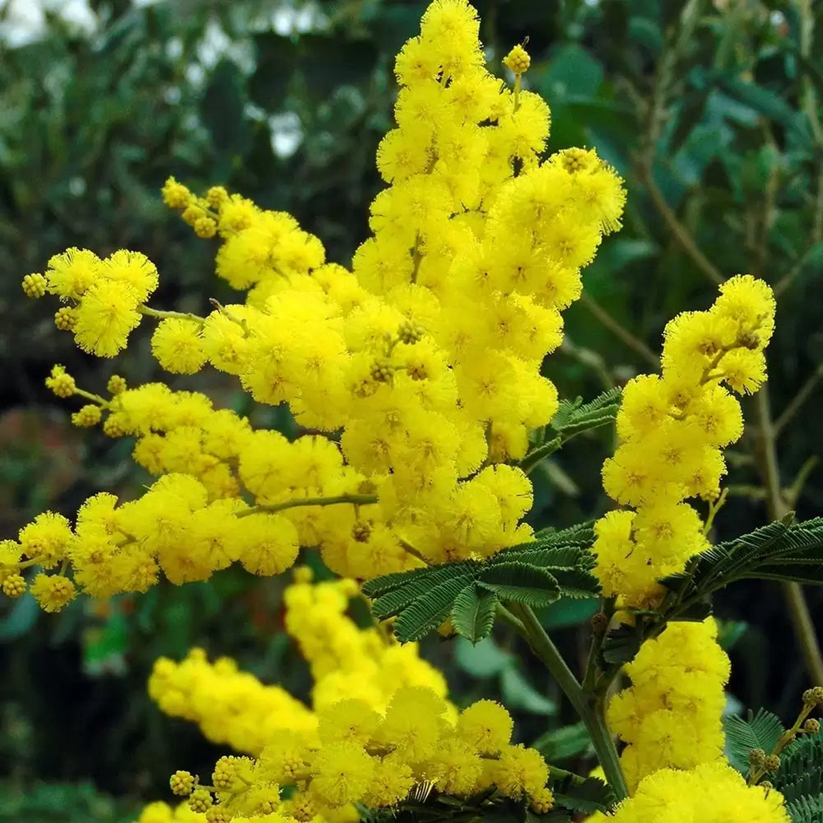 Acacia Dealbata Plant Seeds for Planting Heirloom, Non-GMO, Fast-Growing, Tree