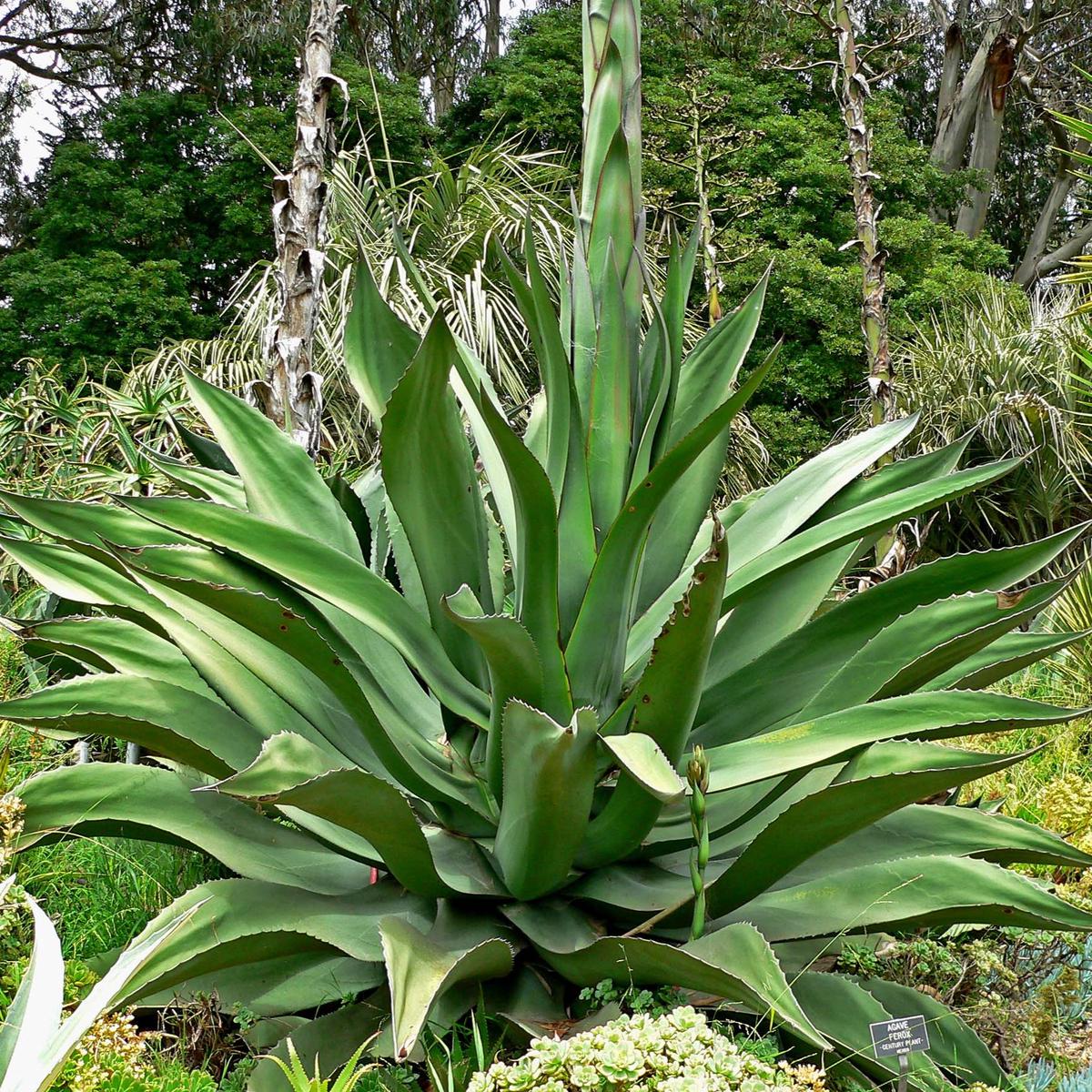 Agave Ferox Plant Seeds for Planting  Heirloom, Non-GMO, Drought-Tolerant, Succulent