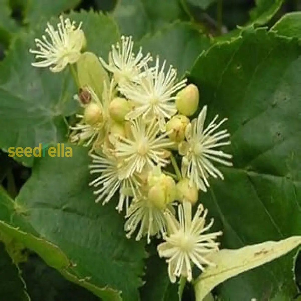Amur Linden Tree Planting Seeds - Green Tilia Amurensis for Lush Landscapes