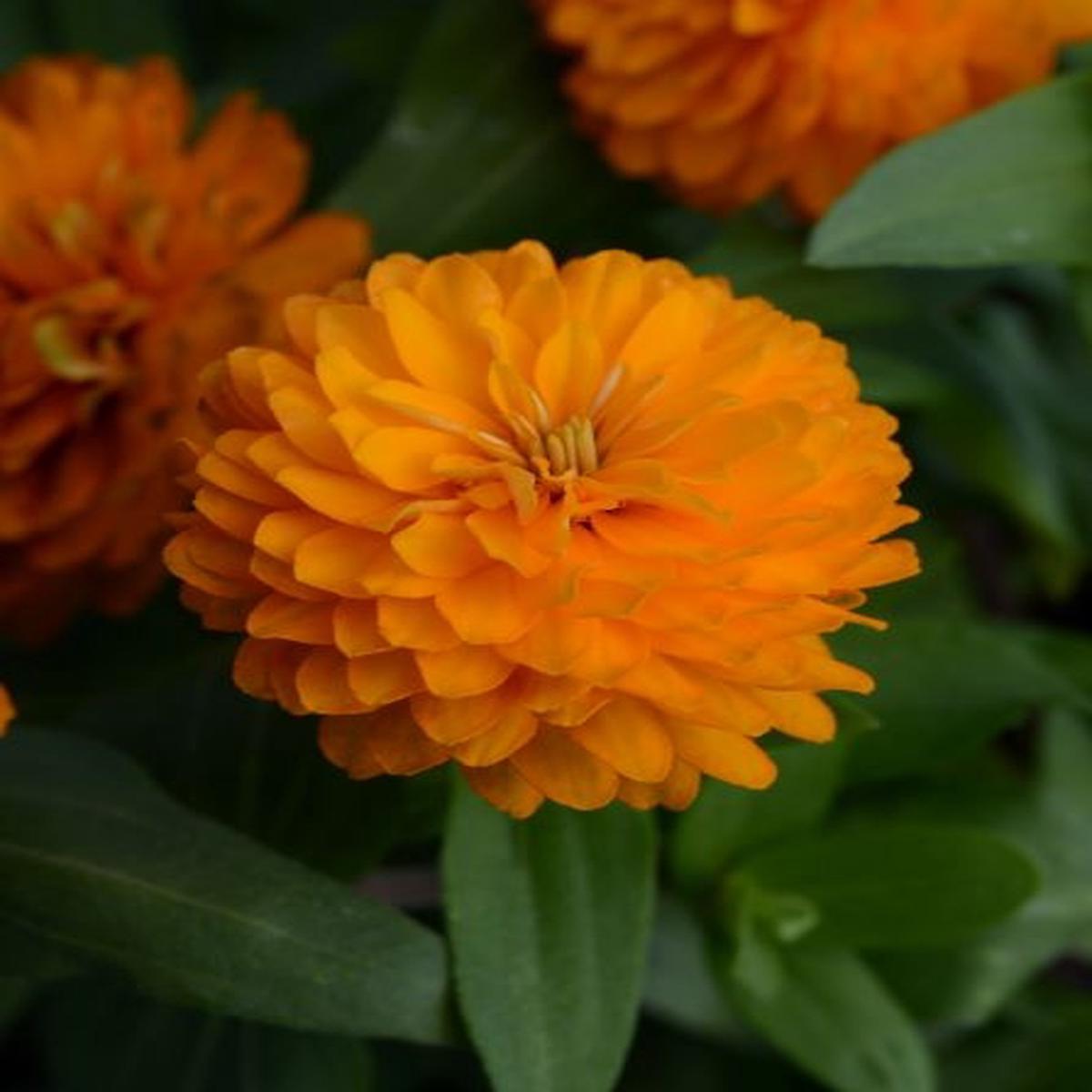 Zinnia marylandica Zahara Double Bright Orange