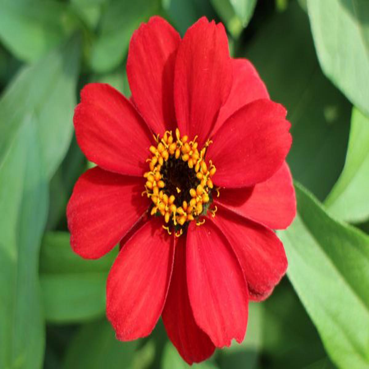 Zinnia x hybrida Profusion Red