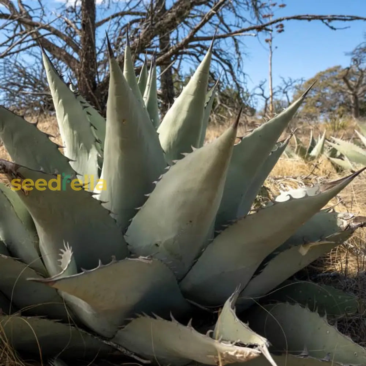 Agave Havardiana Plant Seeds for Ground Cover | Exotic Blooms