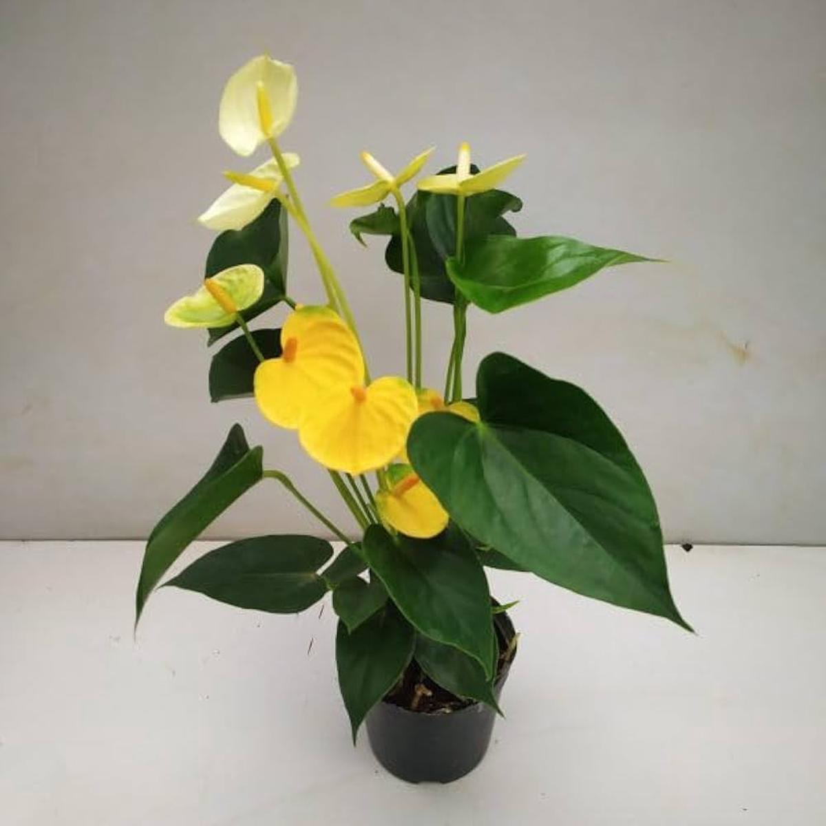 Anthurium Flower Seeds Light Yellow - Perfect for Garden Planting