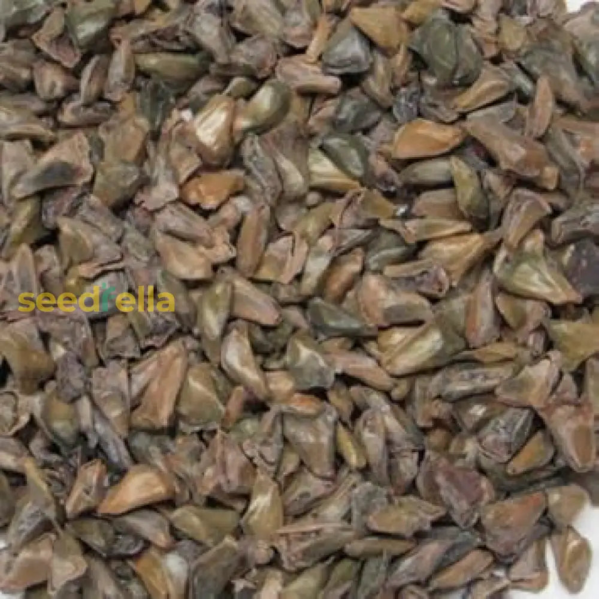 Abies Koreana Seeds for Planting | Korean Fir Tree Seeds