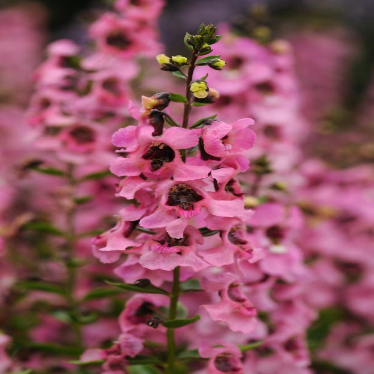 Angelonia angustifolia Serenita Pink