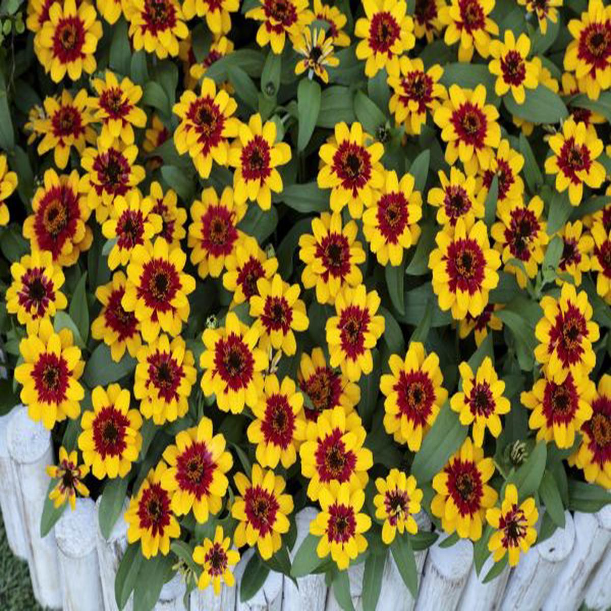 Zinnia x hybrida Profusion Red & Yellow Bicolour