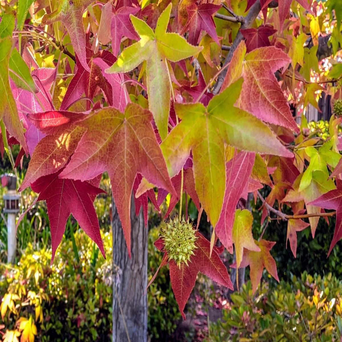 American Sweetgum Tree Seeds for Easy Planting