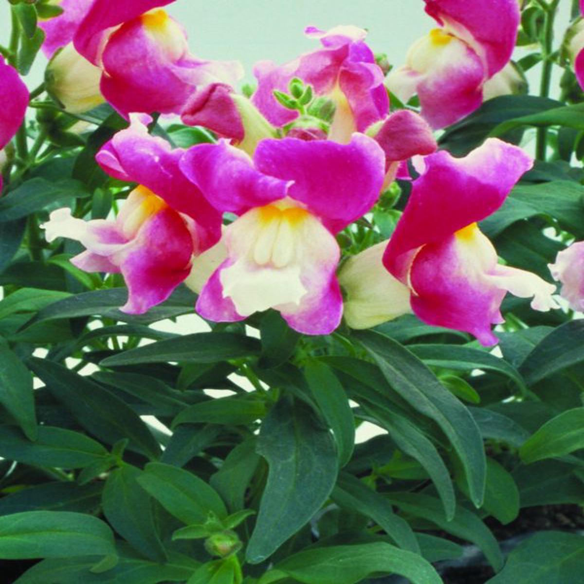 Antirrhinum majus Floral Showers Coral Bicolour