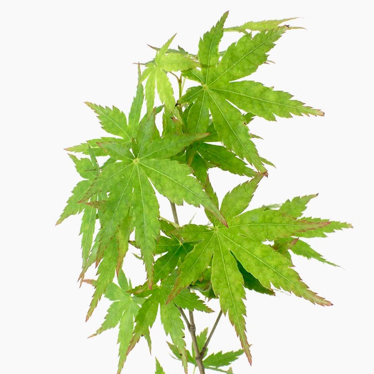 Acer palmatum polymorphum cv 'VIRIDIS' (LOW GRAFT)