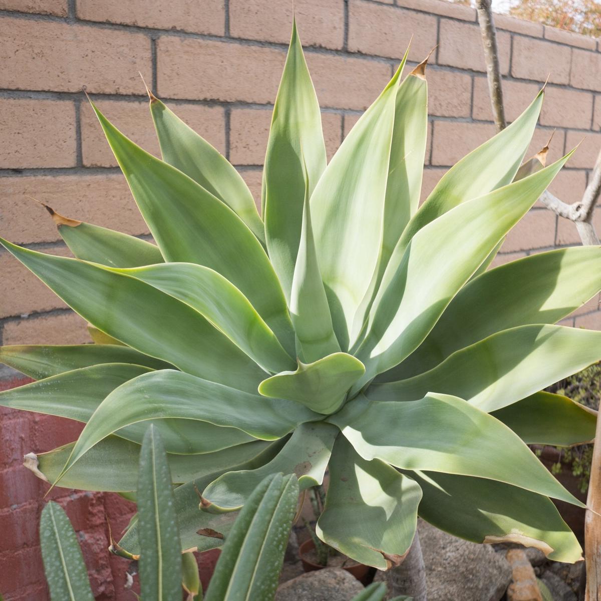 Agave Attenuata Plant Seeds for Planting  Heirloom, Non-GMO, Drought-Tolerant, Succulent
