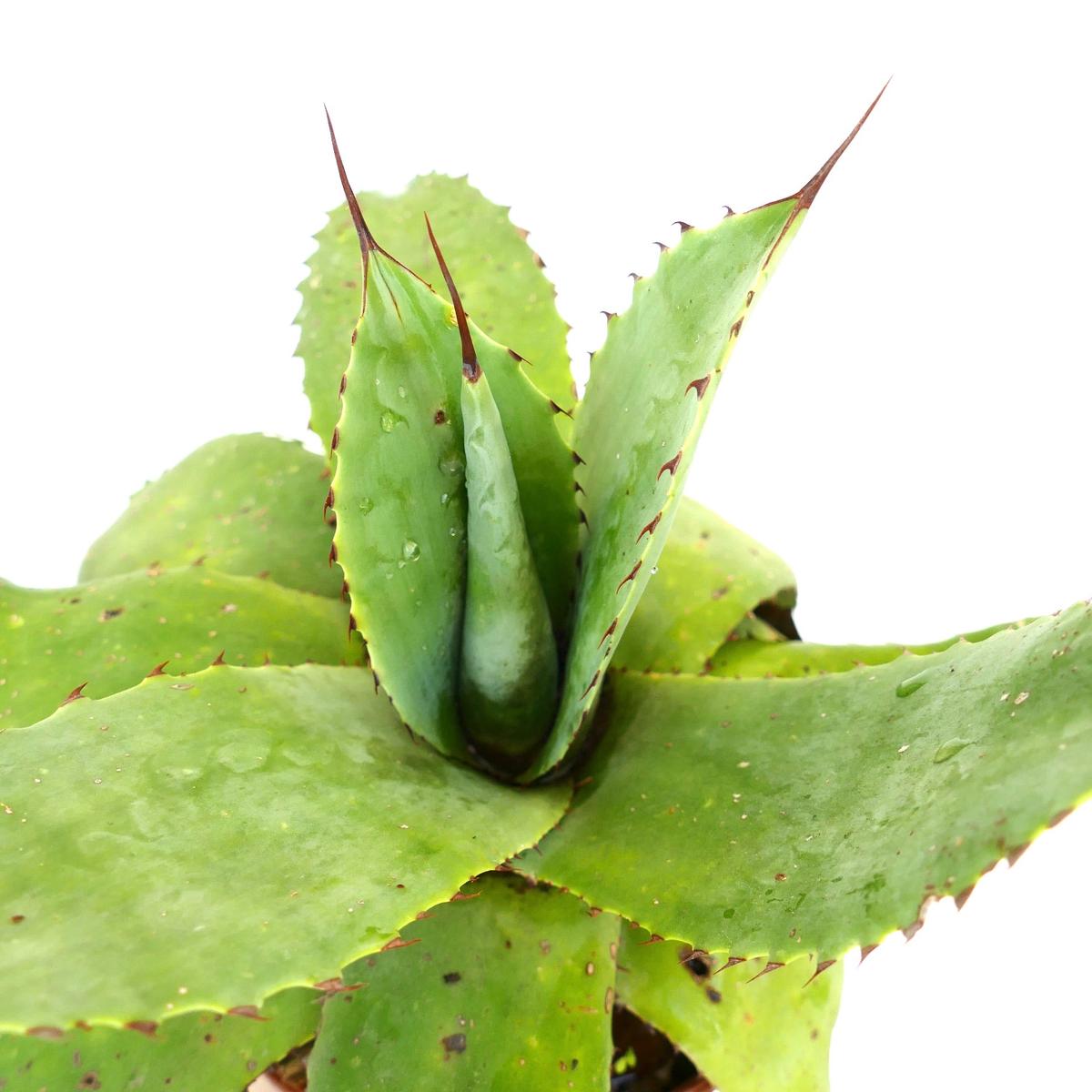 Agave hookeri x celsii