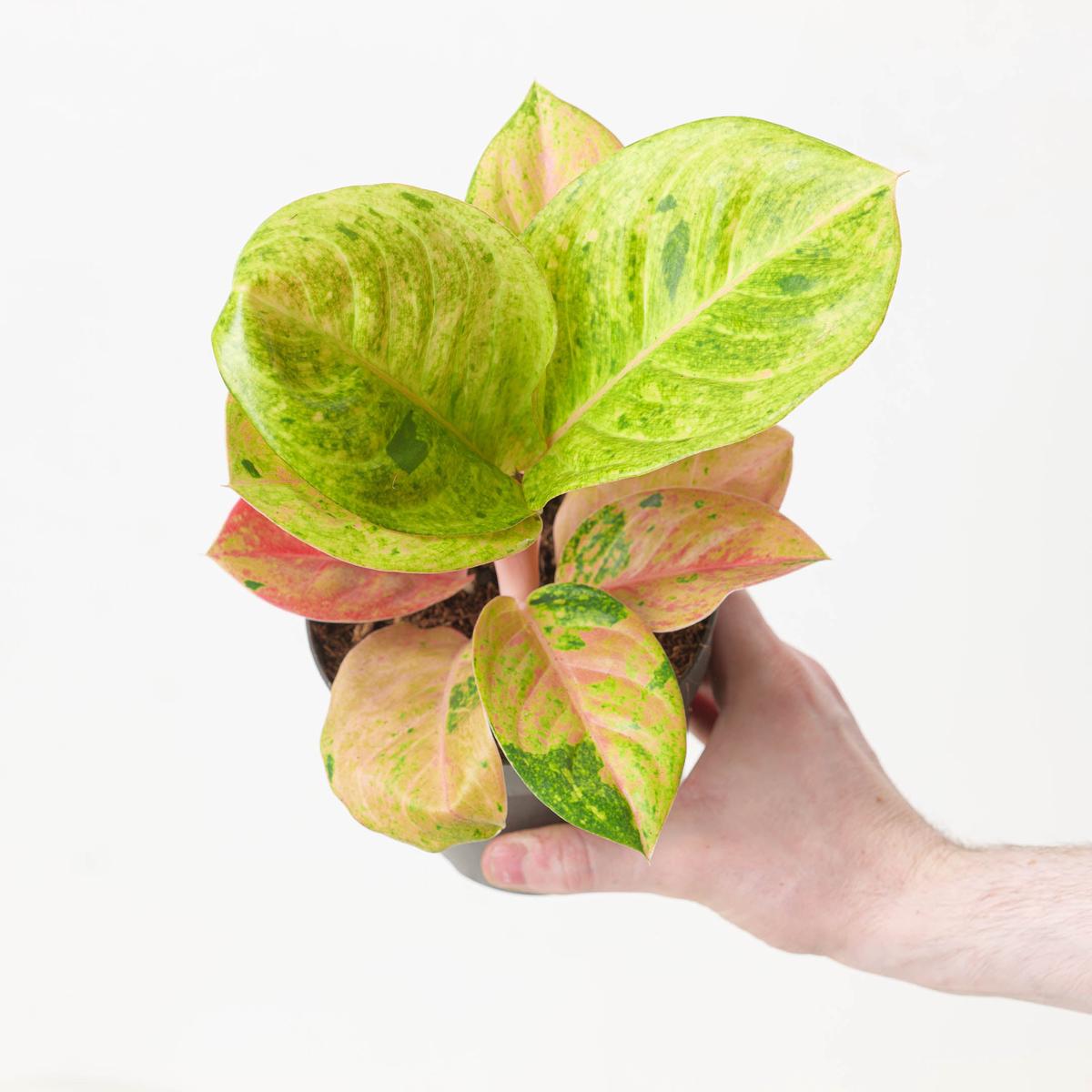 Aglaonema 'Apple Fantasy'