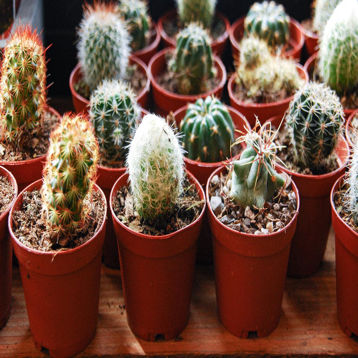 Assorted Cacti (bulk quantities only) - 2"