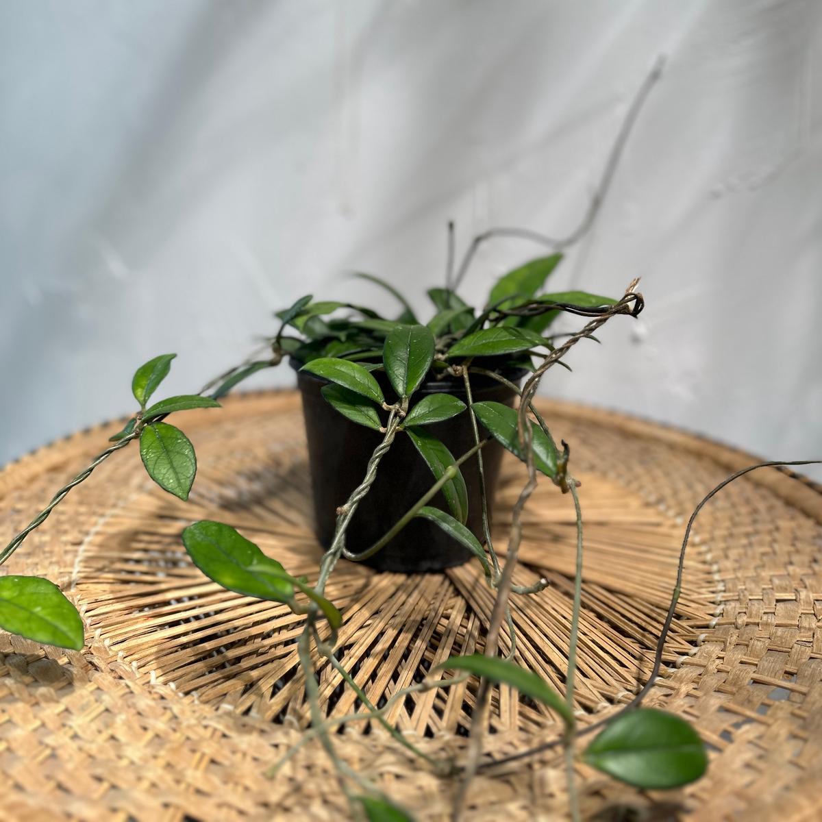 Black Margin Wax Plant: Hoya parasitica - 6 inch pot