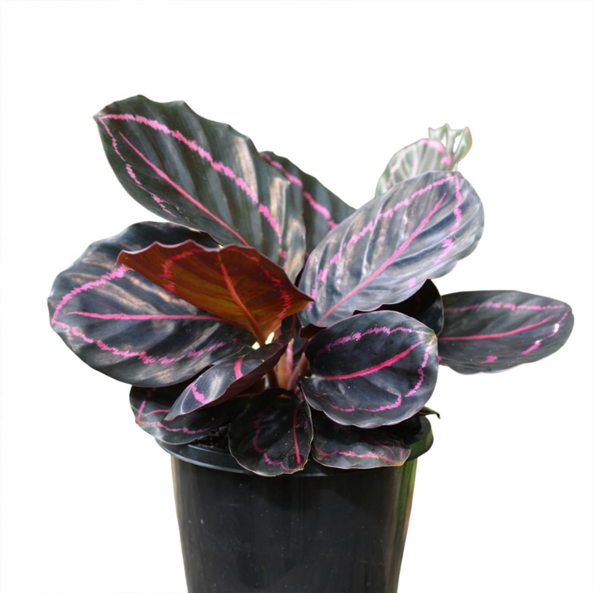 Calathea Dottie - Live Plants in 4 Inch Growers Pots - Calathea Roseopicta 'Dottie' - Beautiful and Elegant Easy Care Indoor Houseplants from The Nursery