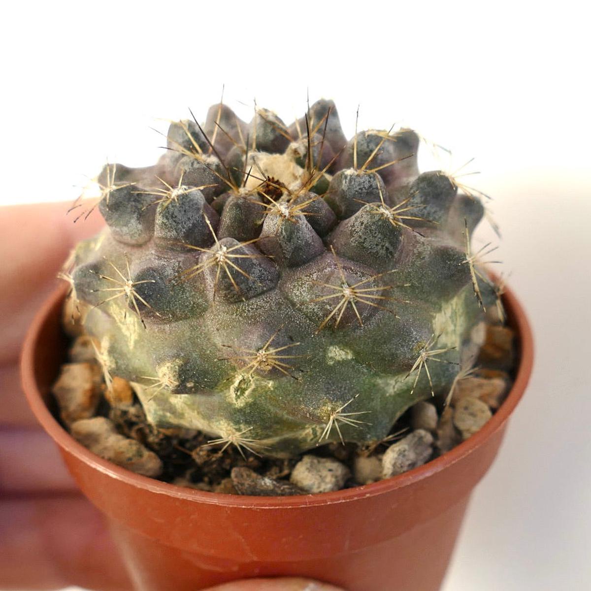 Copiapoa humilis FA989