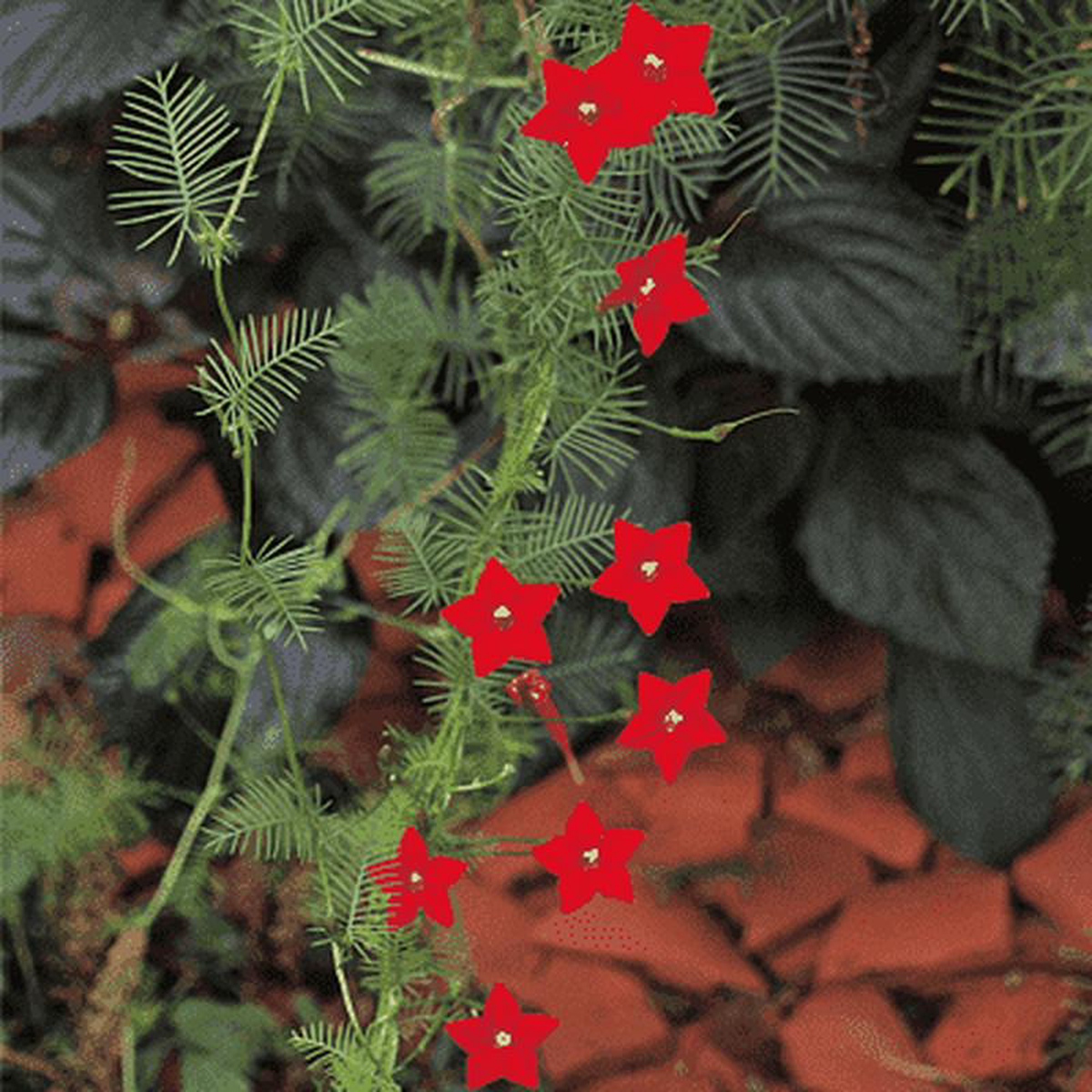 Cypress Vine Star Ipomoea Ganesh Vel 8211 Plant