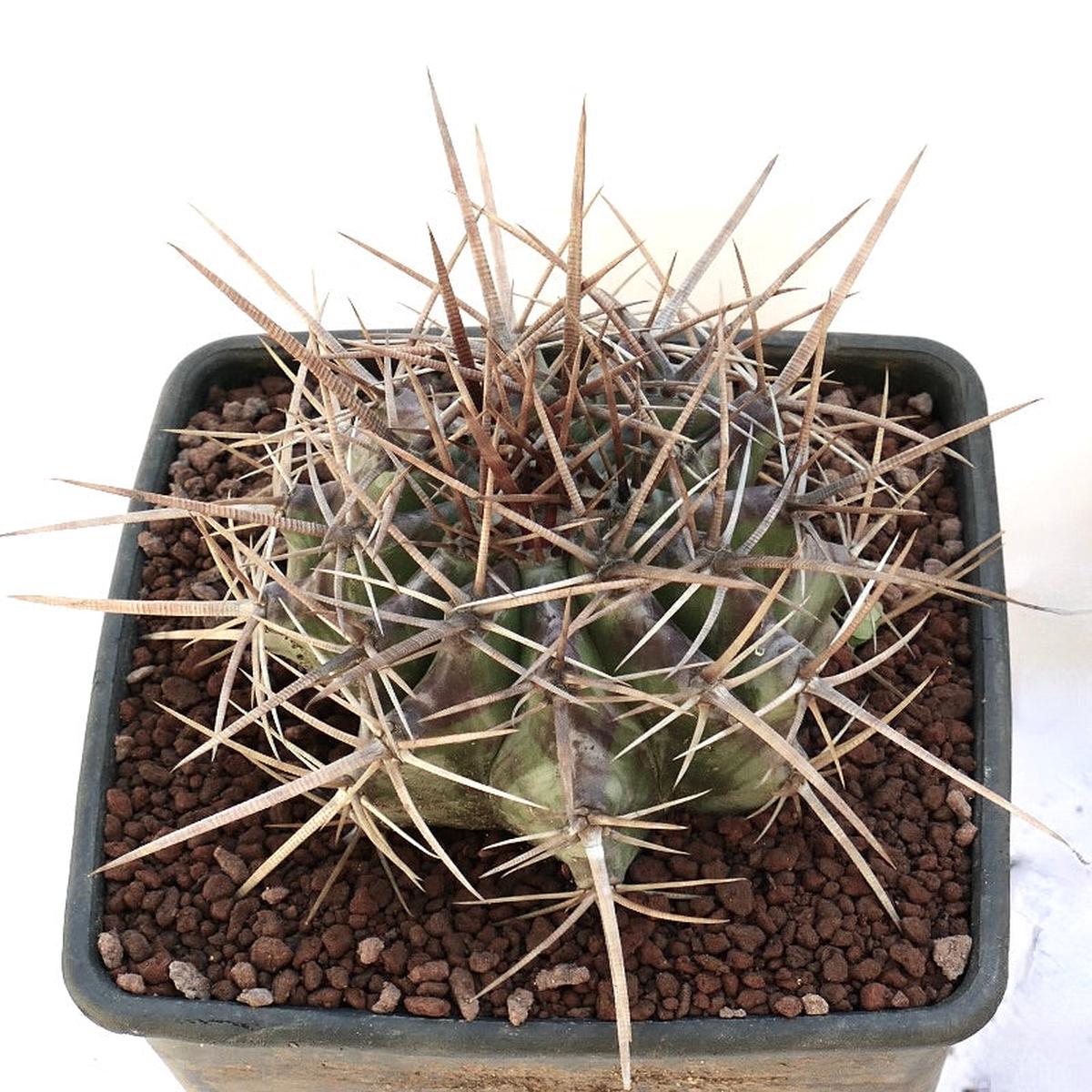 Echinocactus ingens 8833