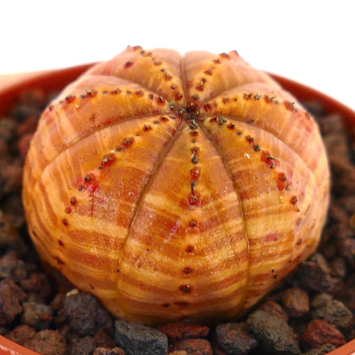 Euphorbia obesa ORANGE STRIATA MOG159