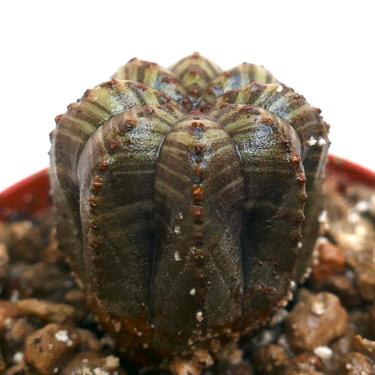 Euphorbia obesa STRIATA GREEN GRAY XX14
