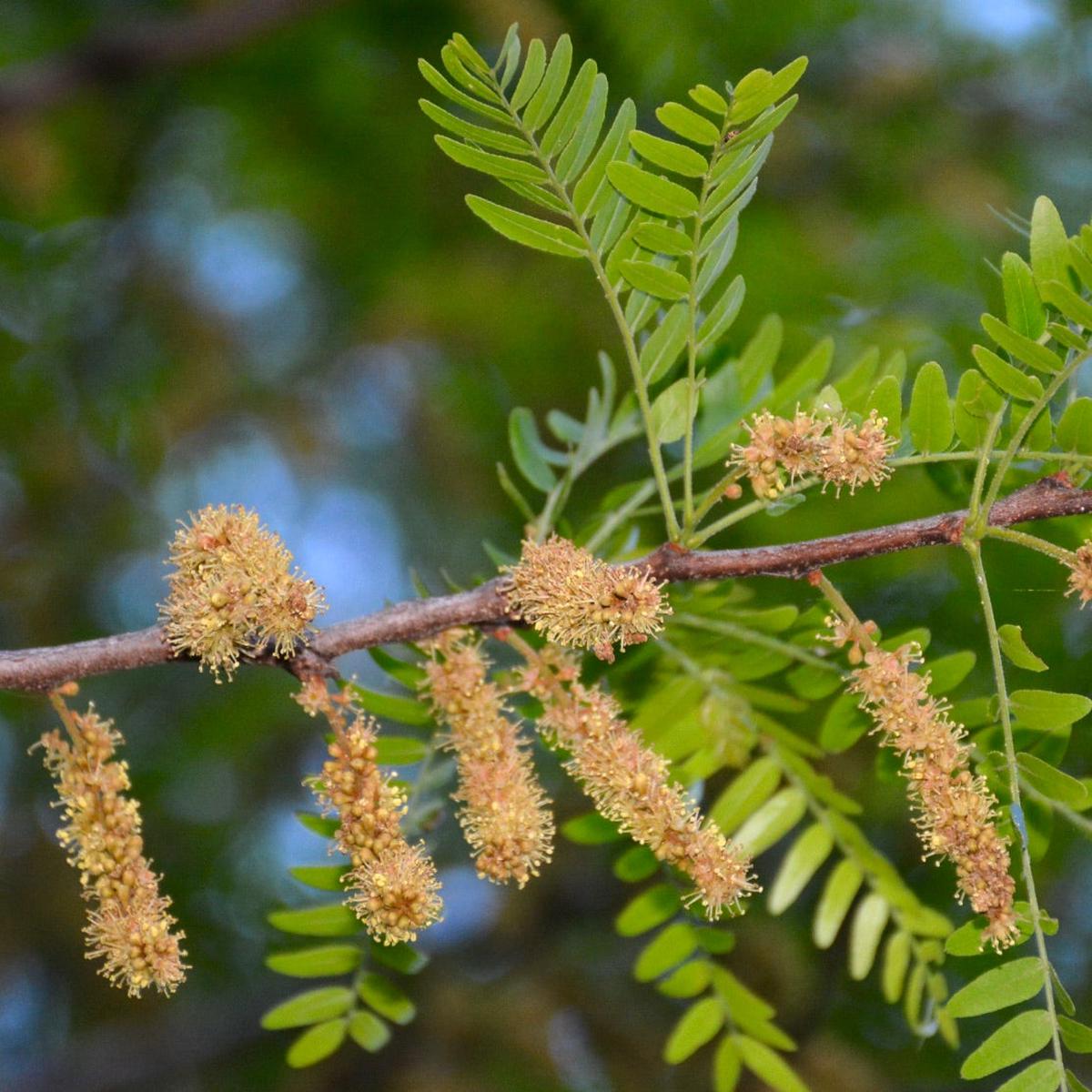 Gleditsia triacanthos var. inermis