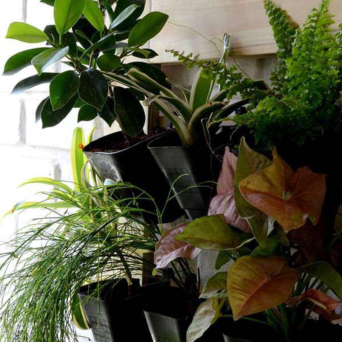 Plants with vertical garden setup